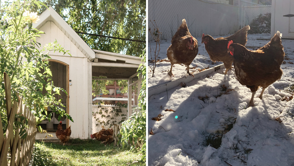 poules hiver
